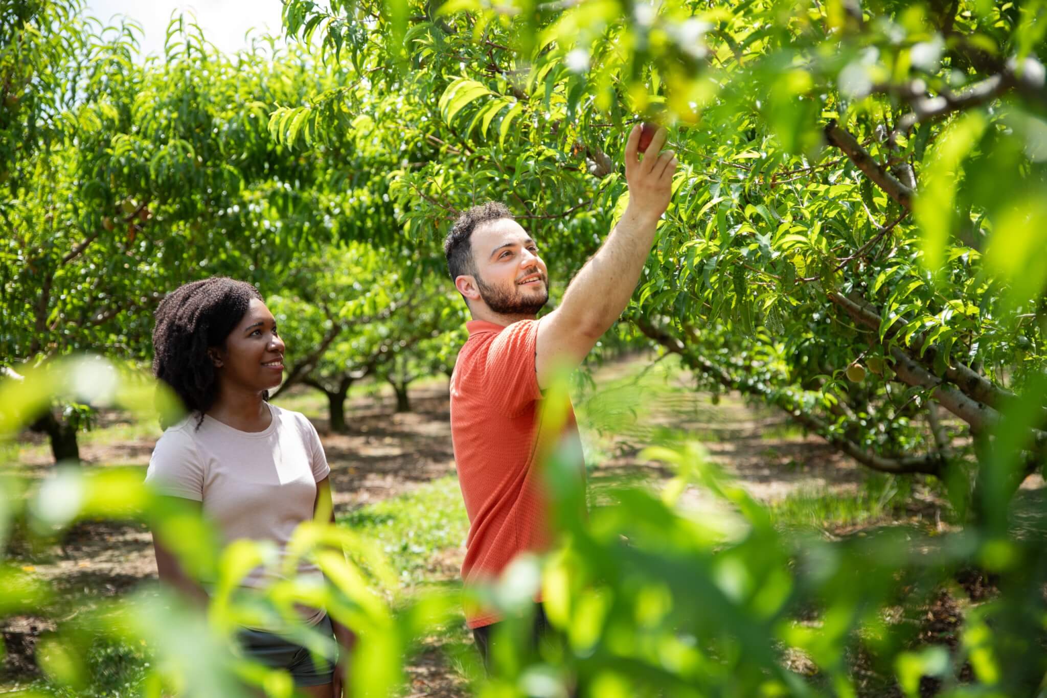 picking peaches at Cotton Hills Farm