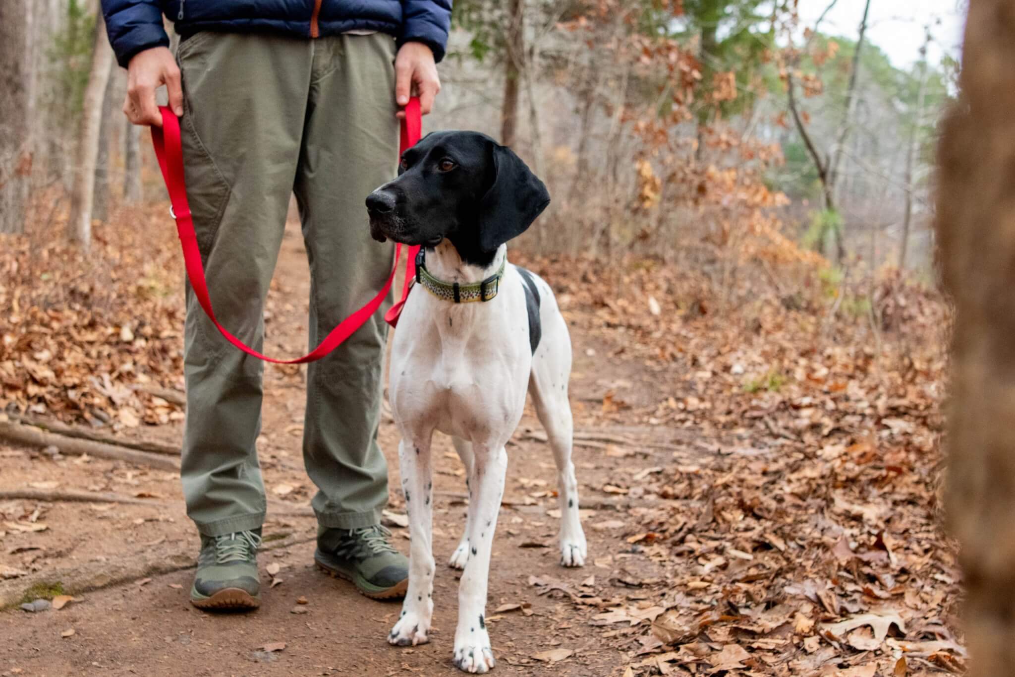 dog at anne springs close greenway