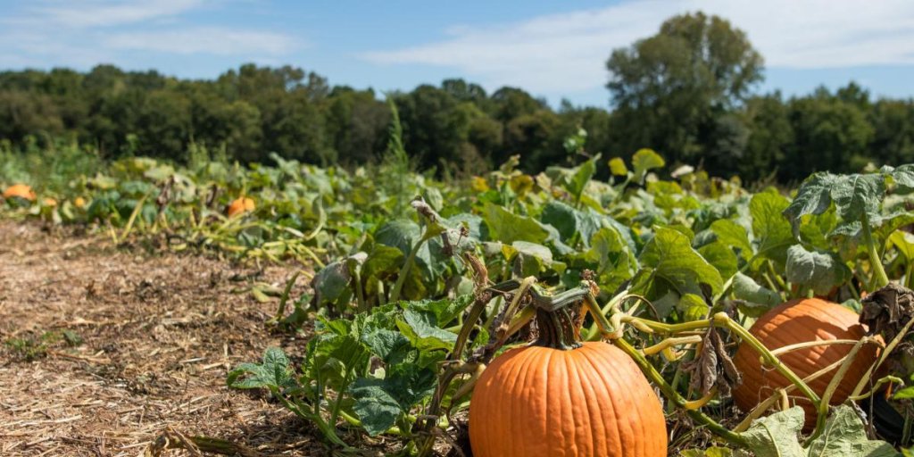 Cotton Hills Farm