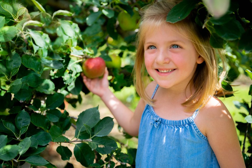 young girl picking apples at Windy Hill Orchard & Cidery