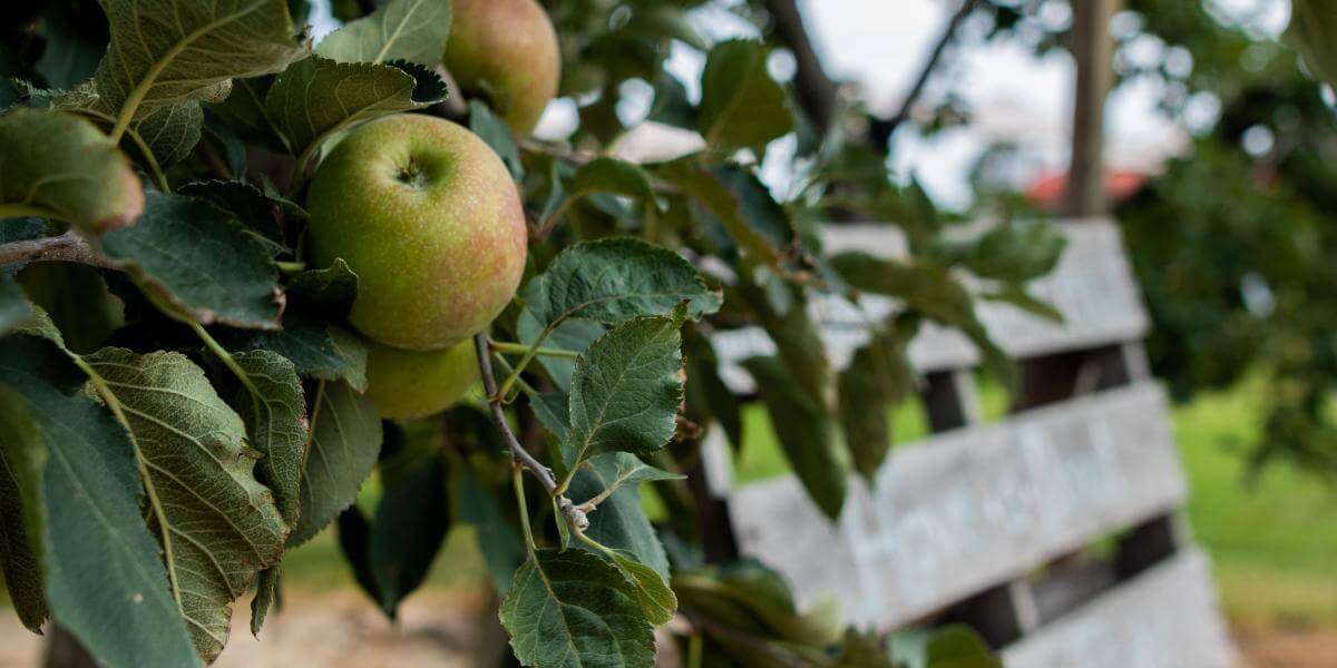 Guide to Windy Hill Orchard & Cider Mill this Fall