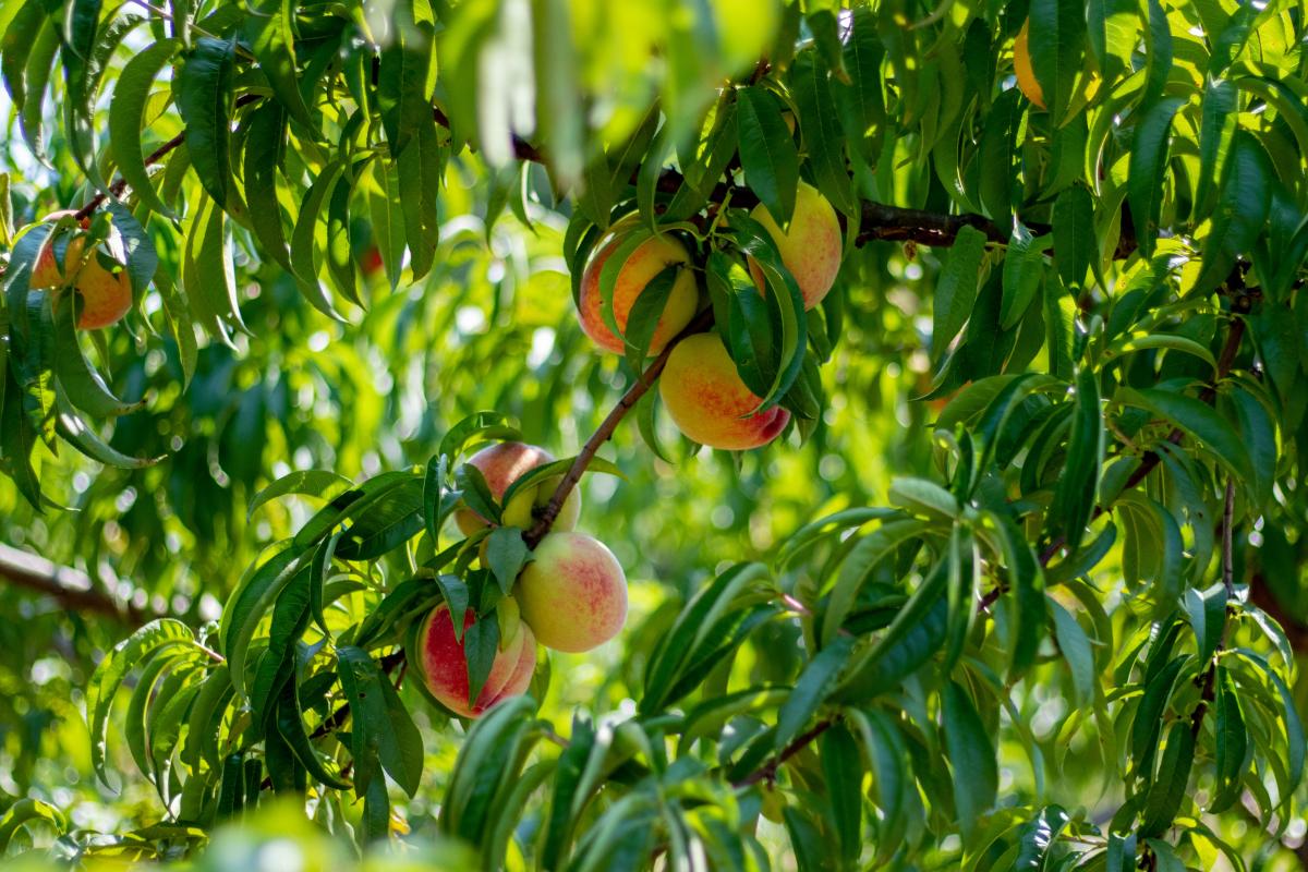 Cotton Hills Farm peaches
